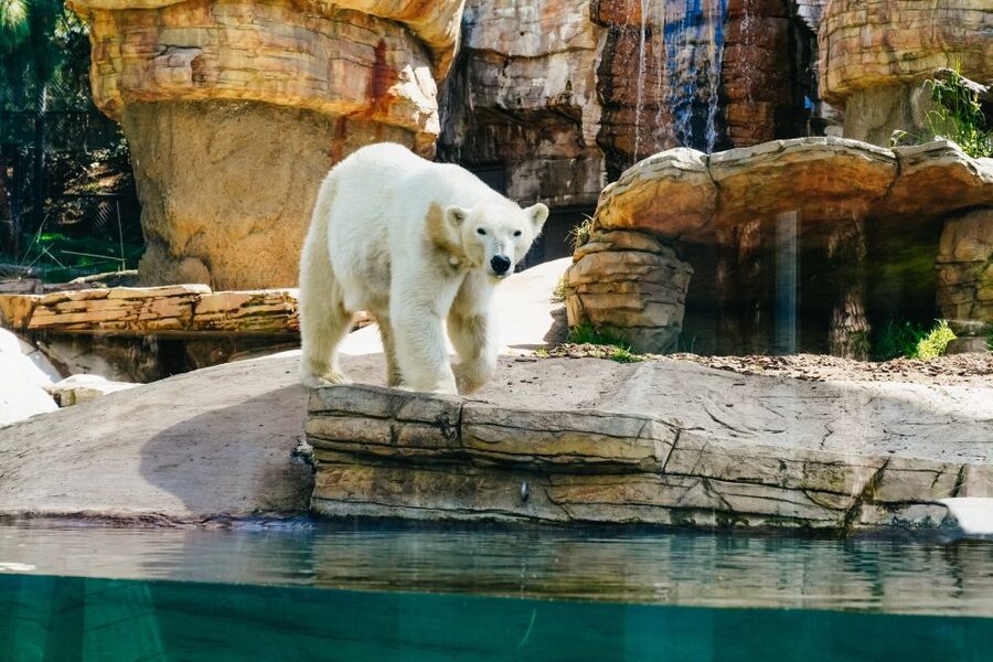 San Diego Zoo: 1-Day Admission Ticket - The Guided Bus Tour Is More Than a Ride