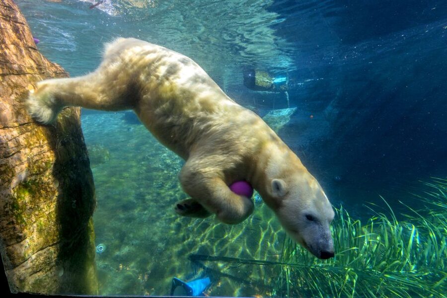 San Diego Zoo: 1-Day Admission Ticket - Skyfari Offers a Welcome Break