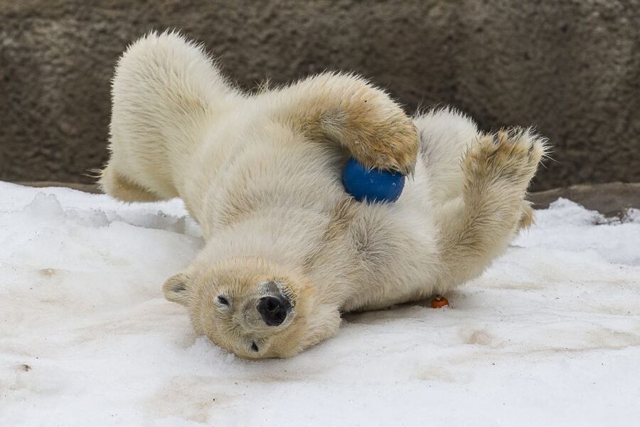 San Diego Zoo: 1-Day Admission Ticket - Polar Bear Plunge Brings You Close