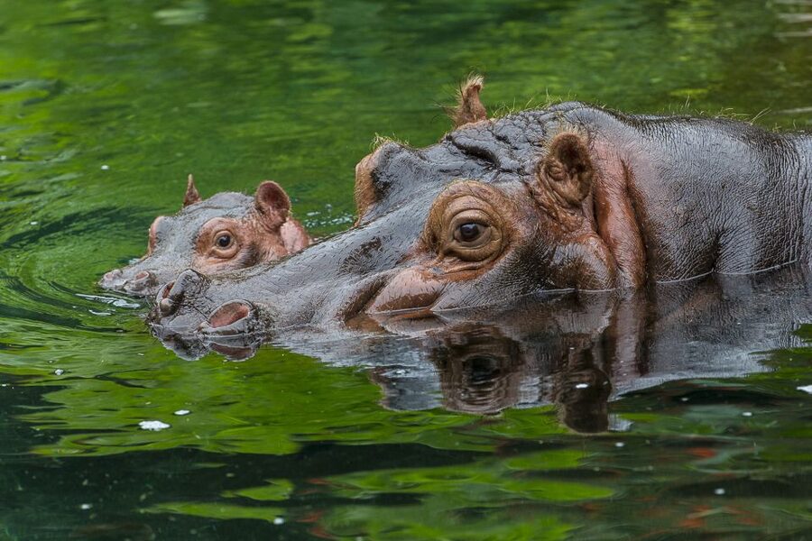 San Diego Zoo: 1-Day Admission Ticket - Starting at the Turnstiles