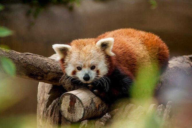 San Diego Zoo 1-Day Pass: Any Day Ticket - Start with the Guided Bus Tour