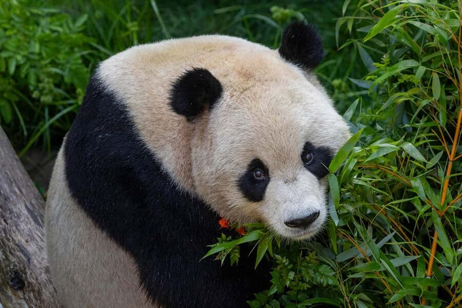 San Diego Zoo Admission Ticket - What your $78 San Diego Zoo ticket includes