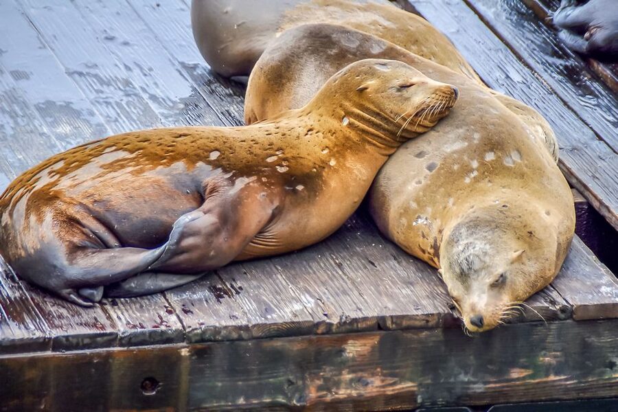 San Francisco: Alcatraz, Fisherman’s Wharf & Optional Extras - Fisherman’s Wharf, seafood stalls, and the Barbary Coast