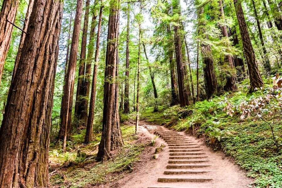 San Francisco: Muir Woods and Sausalito Half-Day Trip - Who should book this Muir Woods tour?