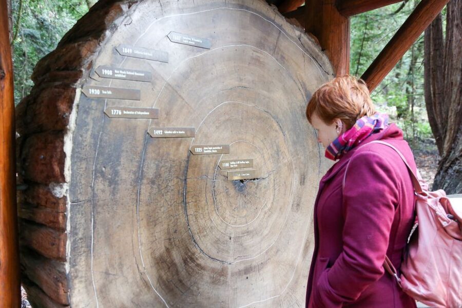 San Francisco: Muir Woods and Sausalito Half-Day Trip - Sausalito gives the tour a second mood