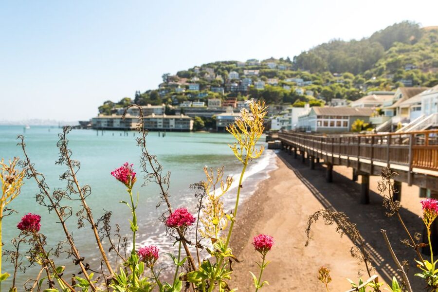 San Francisco: Muir Woods and Sausalito Half-Day Trip - Returning by mini-bus or ferry