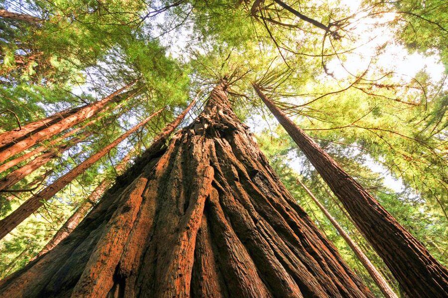 San Francisco: Muir Woods and Sausalito Half-Day Trip - Is $95 a fair price?