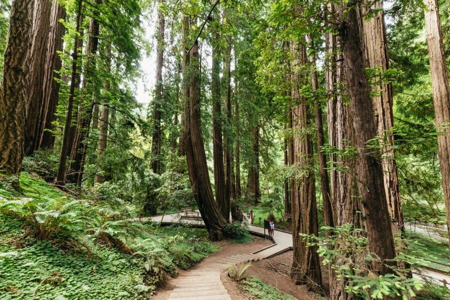 San Francisco: Muir Woods and Sausalito Small-Group Tour - Why This Half-Day Trip Works So Well