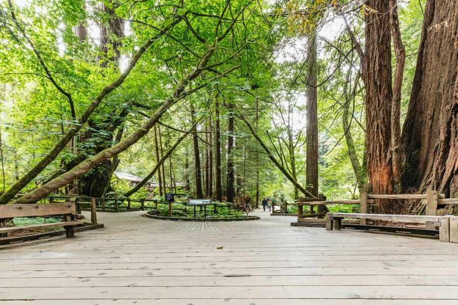 San Francisco: Muir Woods and Sausalito Small-Group Tour - The Drive Through Marin County And Mount Tamalpais