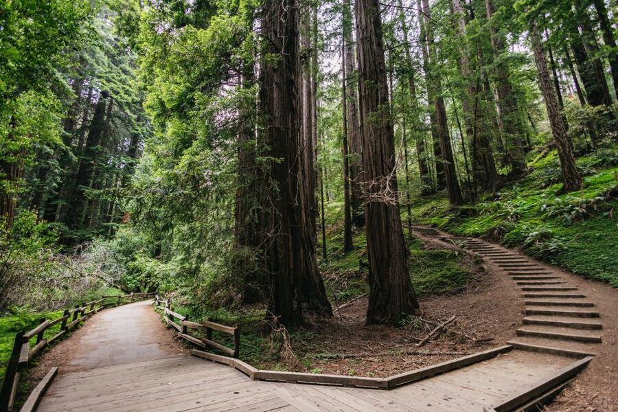 San Francisco: Muir Woods, Napa & Sonoma Valley Wine Tour - Transport, pacing, and practical comfort