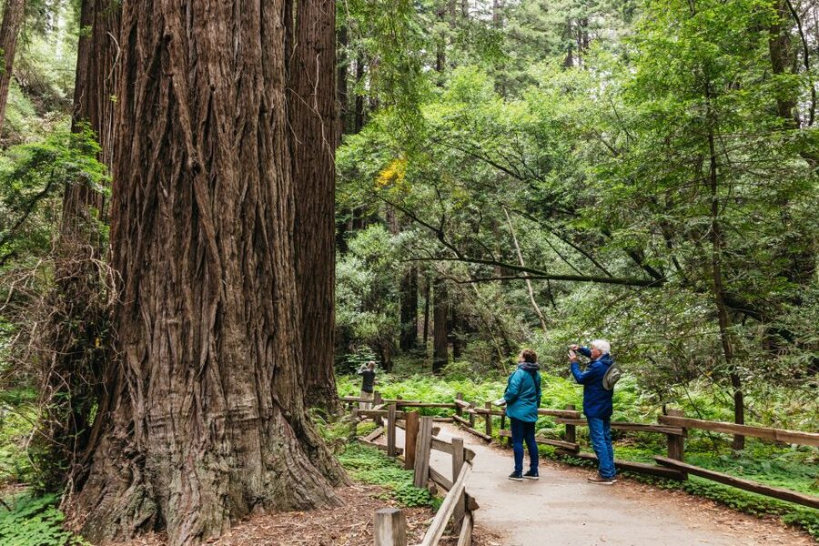 San Francisco: Muir Woods, Napa & Sonoma Valley Wine Tour - Why this day trip works so well from San Francisco