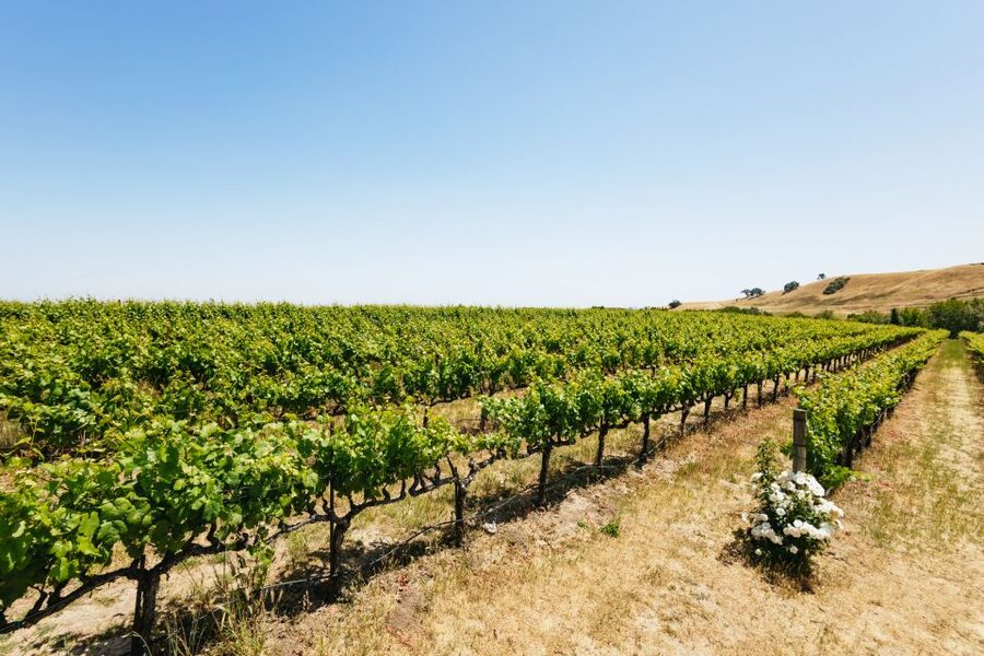 San Francisco: Muir Woods, Napa & Sonoma Valley Wine Tour - Sonoma Plaza: lunch, shops, and a choice
