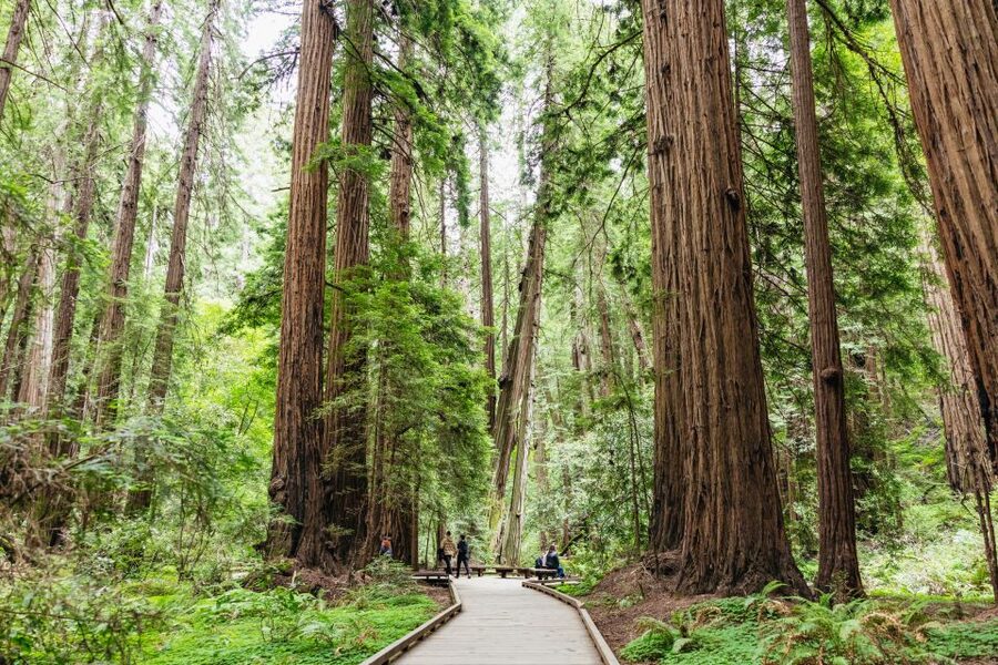 San Francisco: Muir Woods & Sausalito Tour with Ferry Option - The bike tour option has different practical demands