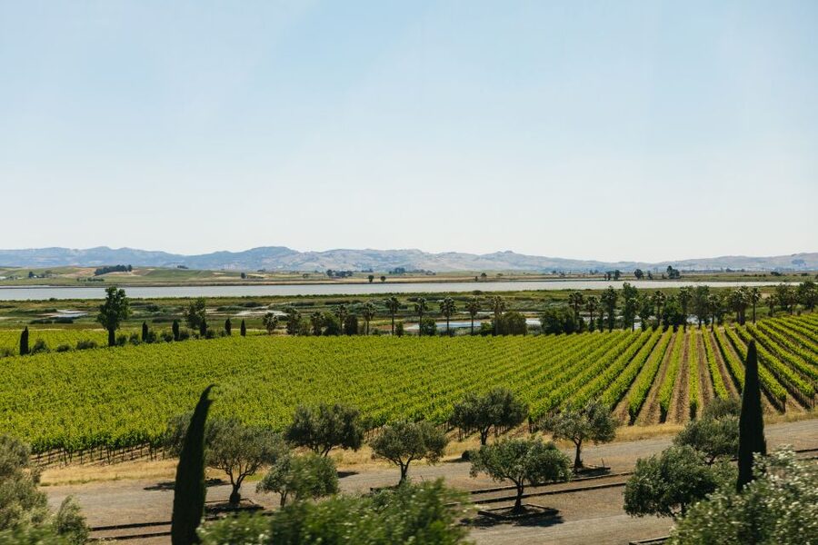 San Francisco: Napa and Sonoma Valley Wine Tour - The second tasting and the difference between boutique and larger wineries