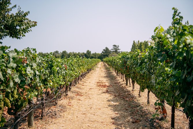 San Francisco Super Saver: Muir Woods & Wine Country w/ optional Gourmet Lunch - First tasting at Ru Vango Winery