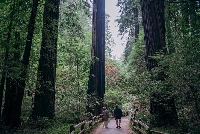 San Francisco Super Saver: Muir Woods & Wine Country w/ optional Gourmet Lunch - The return over the bridge