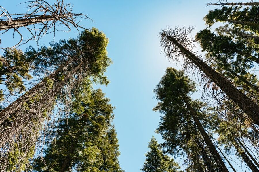 San Francisco: Yosemite National Park & Giant Sequoias Hike - Guides, driving, and the human side of the day