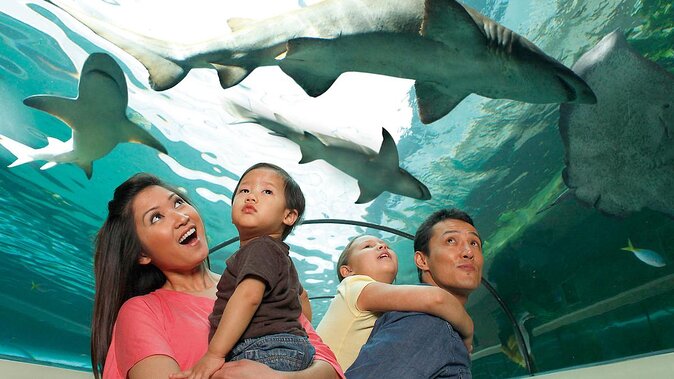 SEA LIFE Orlando Aquarium Admission Ticket at ICON Park - Five Things To Know Before You Go