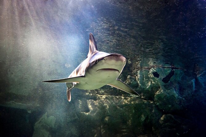 SEA LIFE Orlando Aquarium Admission Ticket at ICON Park - What Your $31.94 Aquarium Ticket Buys