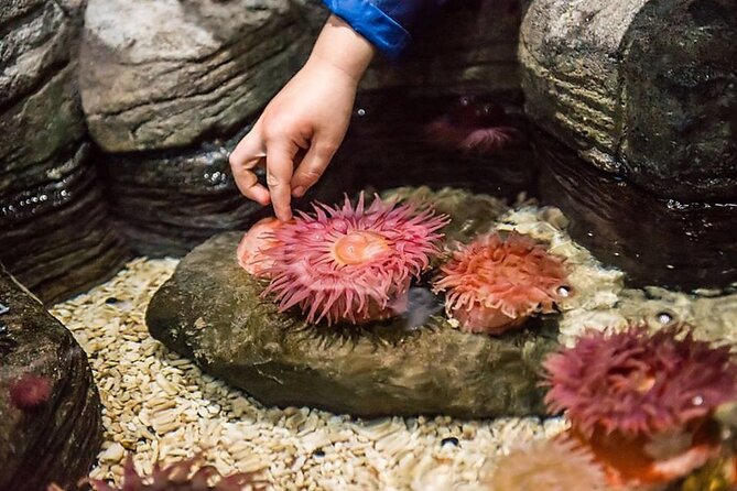 SEA LIFE Orlando Aquarium Admission Ticket at ICON Park - The Giant Pacific Octopus and Baby Seahorses