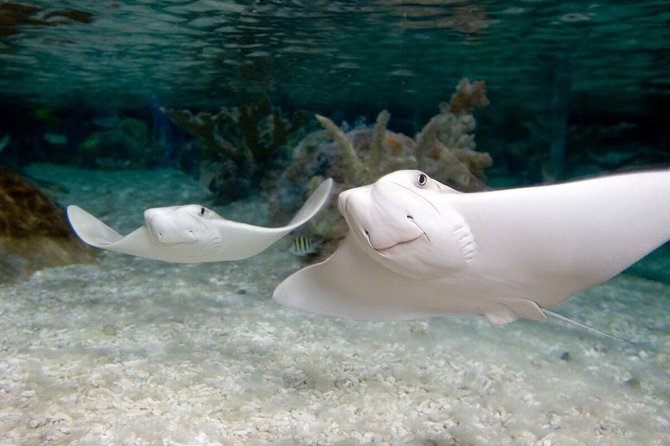 SEA LIFE Orlando Aquarium Admission Ticket at ICON Park - A Compact Aquarium With a Clear Educational Aim