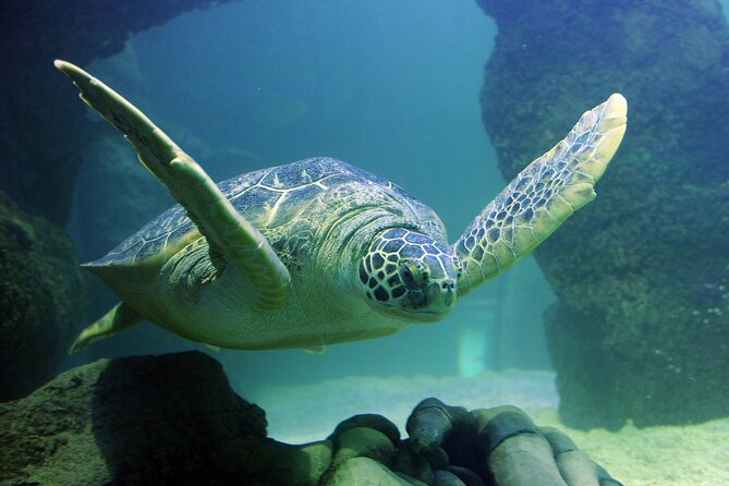 SEA LIFE Orlando Aquarium Admission Ticket at ICON Park - ICON Park, International Drive, and Getting Oriented