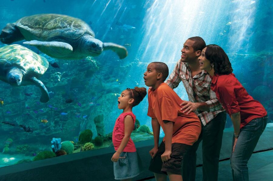 SeaWorld Orlando: Park Admission Ticket - Starting With Mako, Manta, and Pipeline