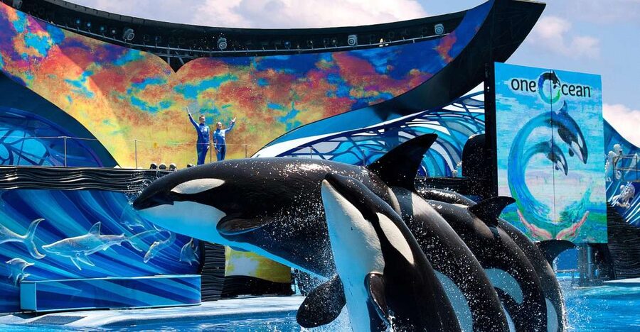 SeaWorld Orlando: Park Admission Ticket - Marine Habitats and Animal Presentations