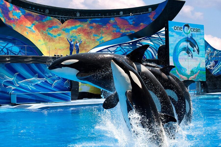SeaWorld Orlando: Park Admission Ticket - Is the $87 Ticket Good Value?