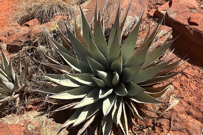 Sedona Magical Sightseeing Highlight Tour- 5 Stars - The van is a practical choice in Sedona