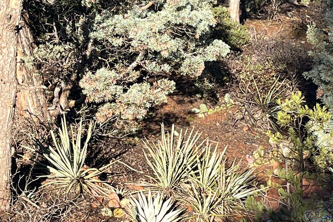 Sedona Magical Sightseeing Highlight Tour- 5 Stars - What $69 buys you