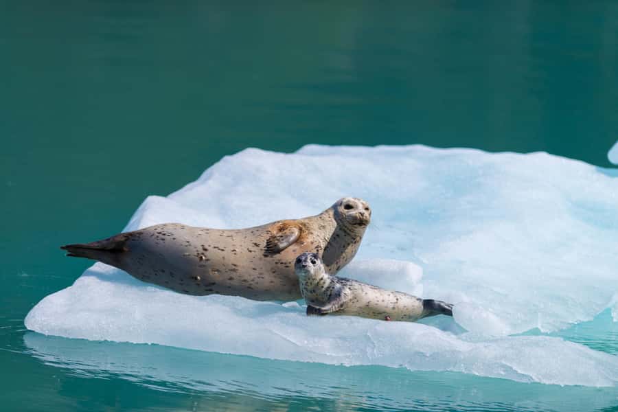 Seward: Kenai Fjords National Park Catamaran Cruise w/Lunch - Approaching the tidewater glaciers