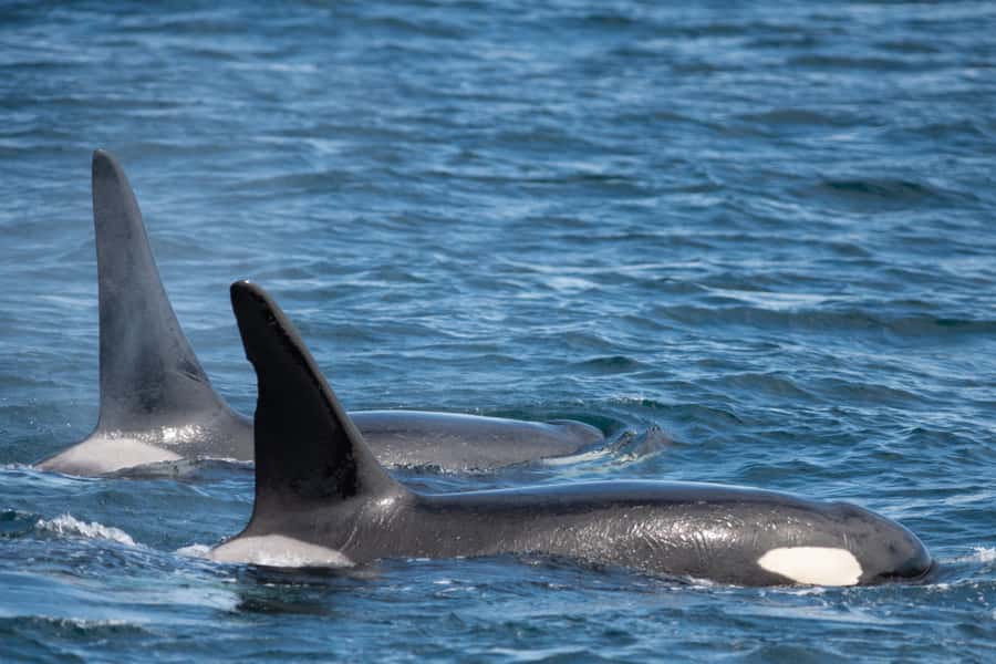 Seward: Kenai Fjords National Park Catamaran Cruise w/Lunch - Practical advice for making the day better