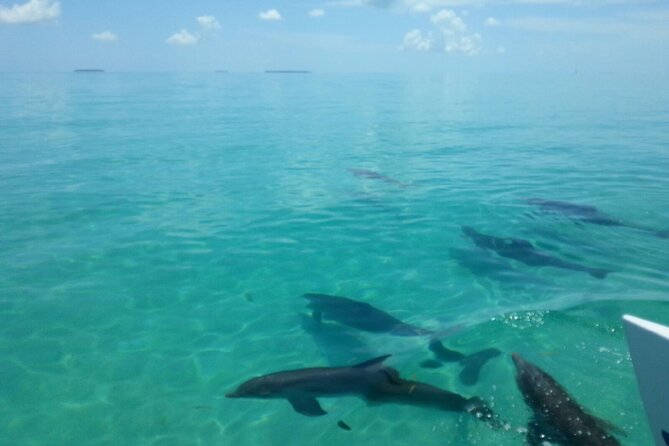 Shallow Water Snorkeling and Dolphin Watching in Key West - Snacks, fruit, beer, and wine on the return sail