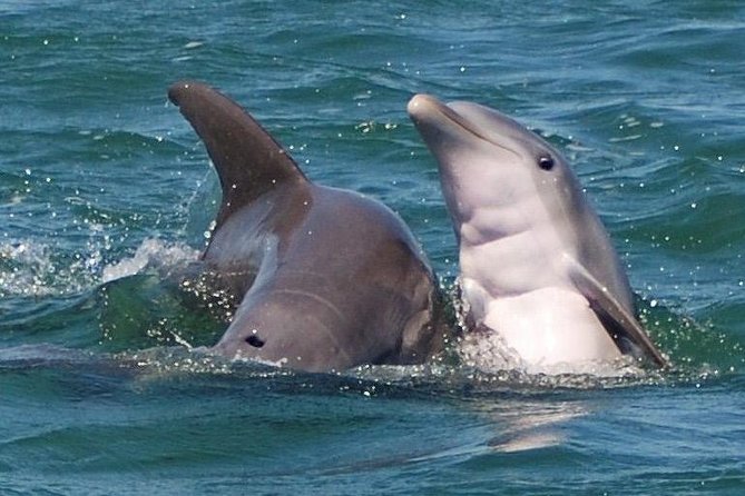 Shark and Wildlife Viewing Adventure in Key West - Key points to know before you go