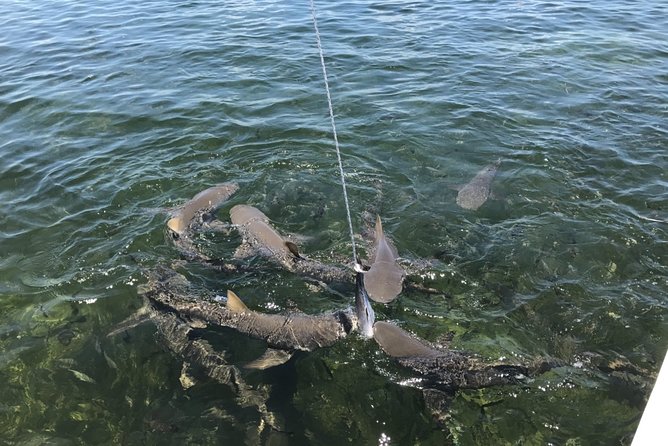 Shark and Wildlife Viewing Adventure in Key West - A gentle ride through Key West’s backcountry