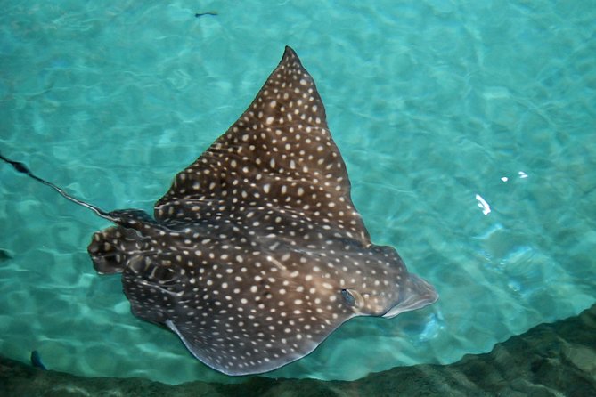 Shark and Wildlife Viewing Adventure in Key West - Is $99 a fair price?