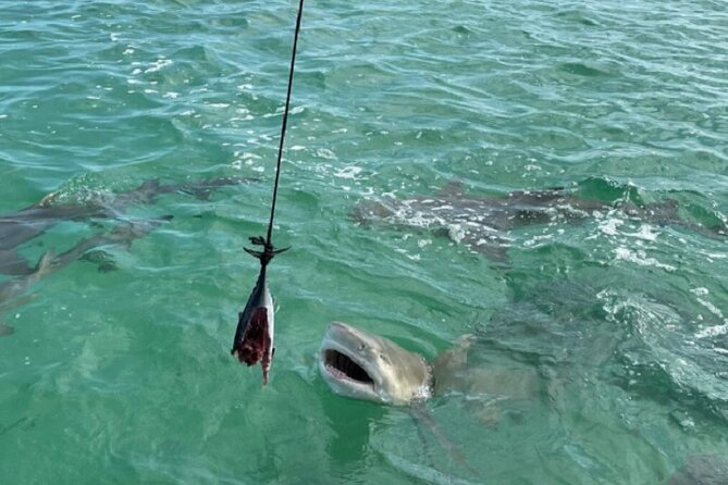 Shark and Wildlife Viewing Adventure in Key West - How to plan the best possible trip
