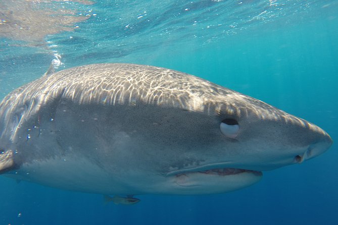 Shark Cage Diving on Oahu’s North Shore - Leaving Haleʻiwa Boat Harbor for Open Water