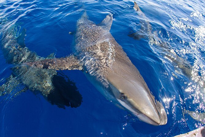 Shark Cage Diving on Oahu’s North Shore - How Rough Water Changes the Experience