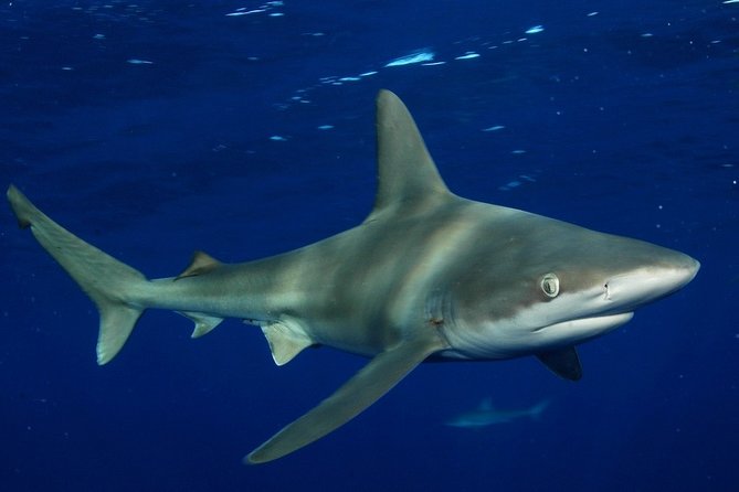 Shark Cage Diving on Oahu’s North Shore - Equipment, Cameras, and Small Comforts