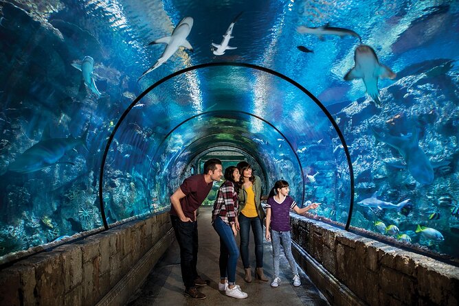 Shark Reef at Mandalay Bay Hotel and Casino - Touch stingrays and horseshoe crabs