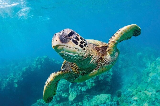 Shark Reef at Mandalay Bay Hotel and Casino - The Undersea Explorer VR Experience
