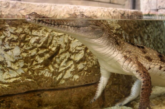 Shark Reef at Mandalay Bay Hotel and Casino - How long should you plan to stay?
