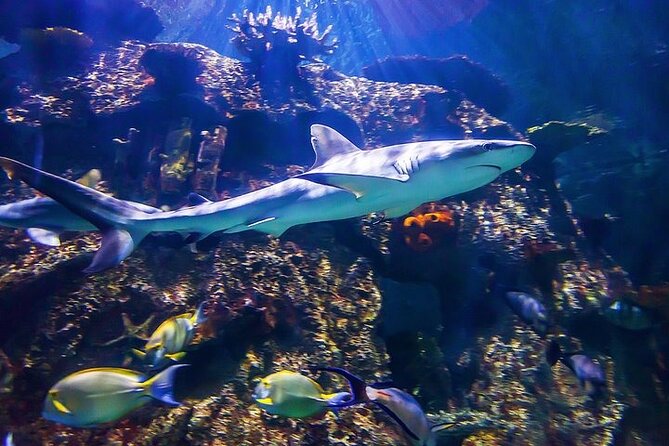 Shark Reef at Mandalay Bay Hotel and Casino - Is $29.75 good value?