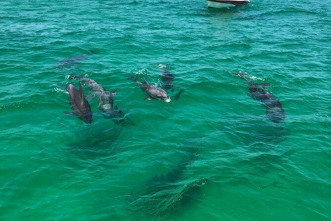 Shell Island Snorkel and Dolphin Catamaran Cruise with Island Time - Crew Service, Drinks, and the Onboard Mood