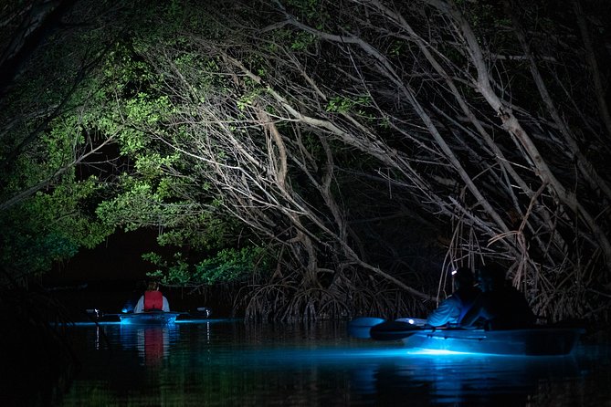 Shell Key Clear Kayak Sunset & Glow Tours - Looking below the kayak after dark