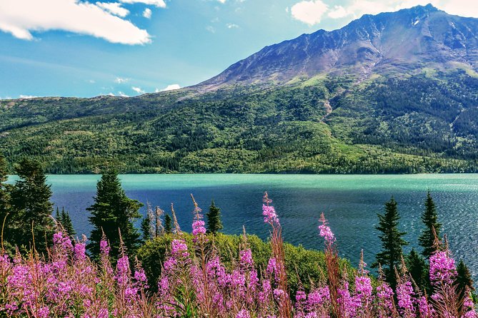 Skagway Shore Excursion: Full-Day Tour of the Yukon - Why this Yukon road trip works from a cruise ship