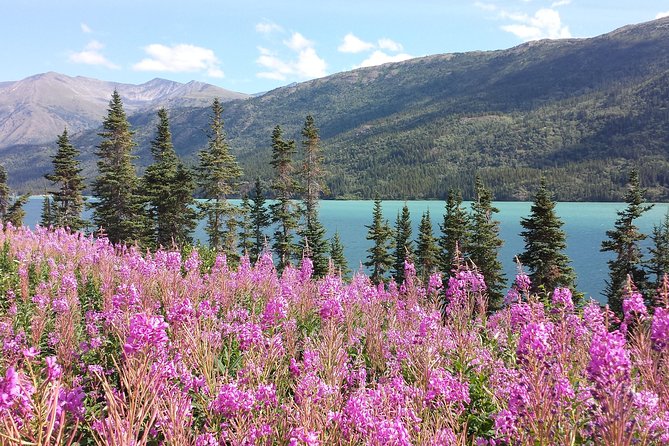 Skagway Shore Excursion: Half-Day Tour to the Yukon Border and Suspension Bridge - Key points to know before you book