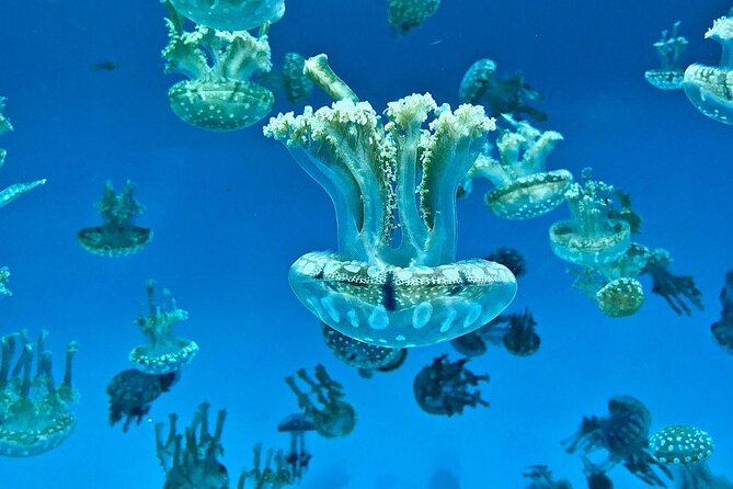 Skip the Ticketing Line: Aquarium of the Pacific General Admission Ticket - Key Points Before You Go